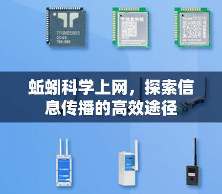 蚯蚓科学上网,探索信息传播的高效途径